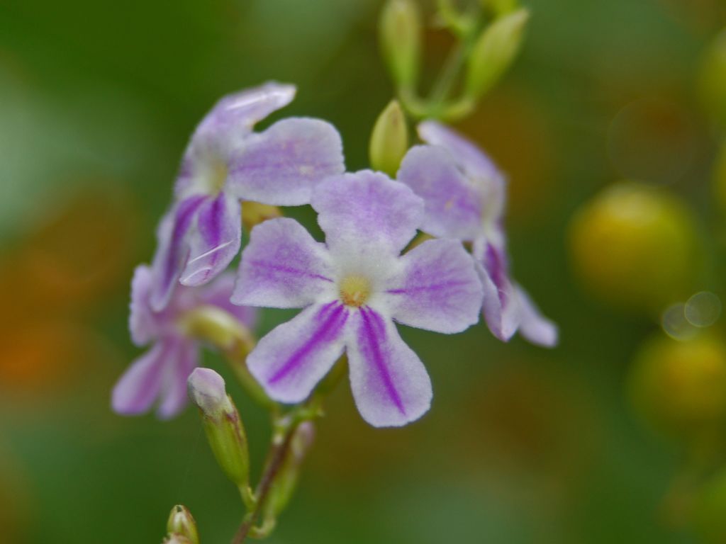 Fiori e frutti assieme